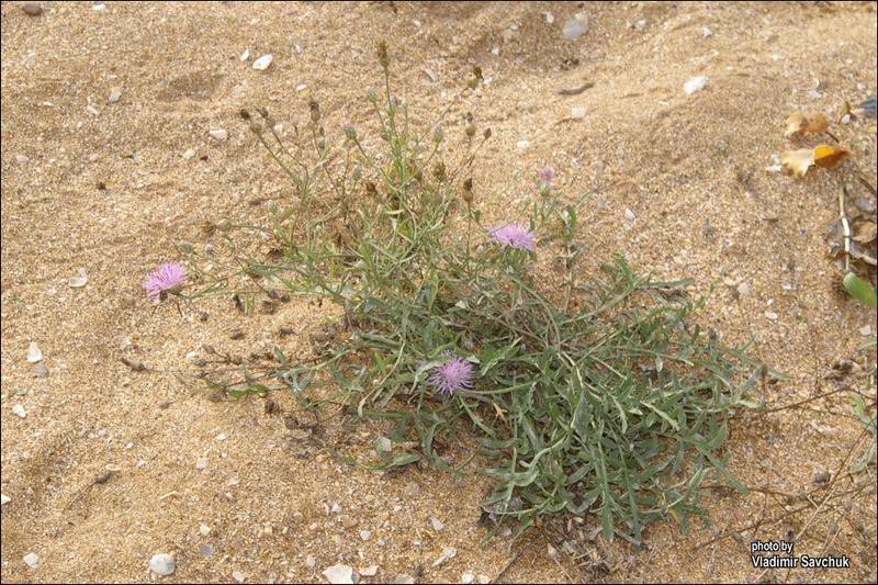 Изображение особи Centaurea odessana.