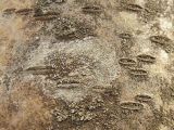 Lecanora allophana. Накипной таллом (2,4 см) с апотециями на коре лиственного дерева. Марий Эл, г. Йошкар-Ола, Центральный парк. 03.05.2017.