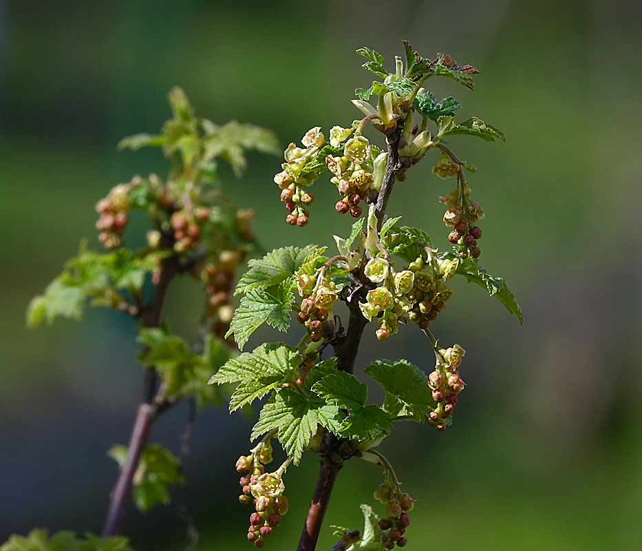 Изображение особи Ribes rubrum.