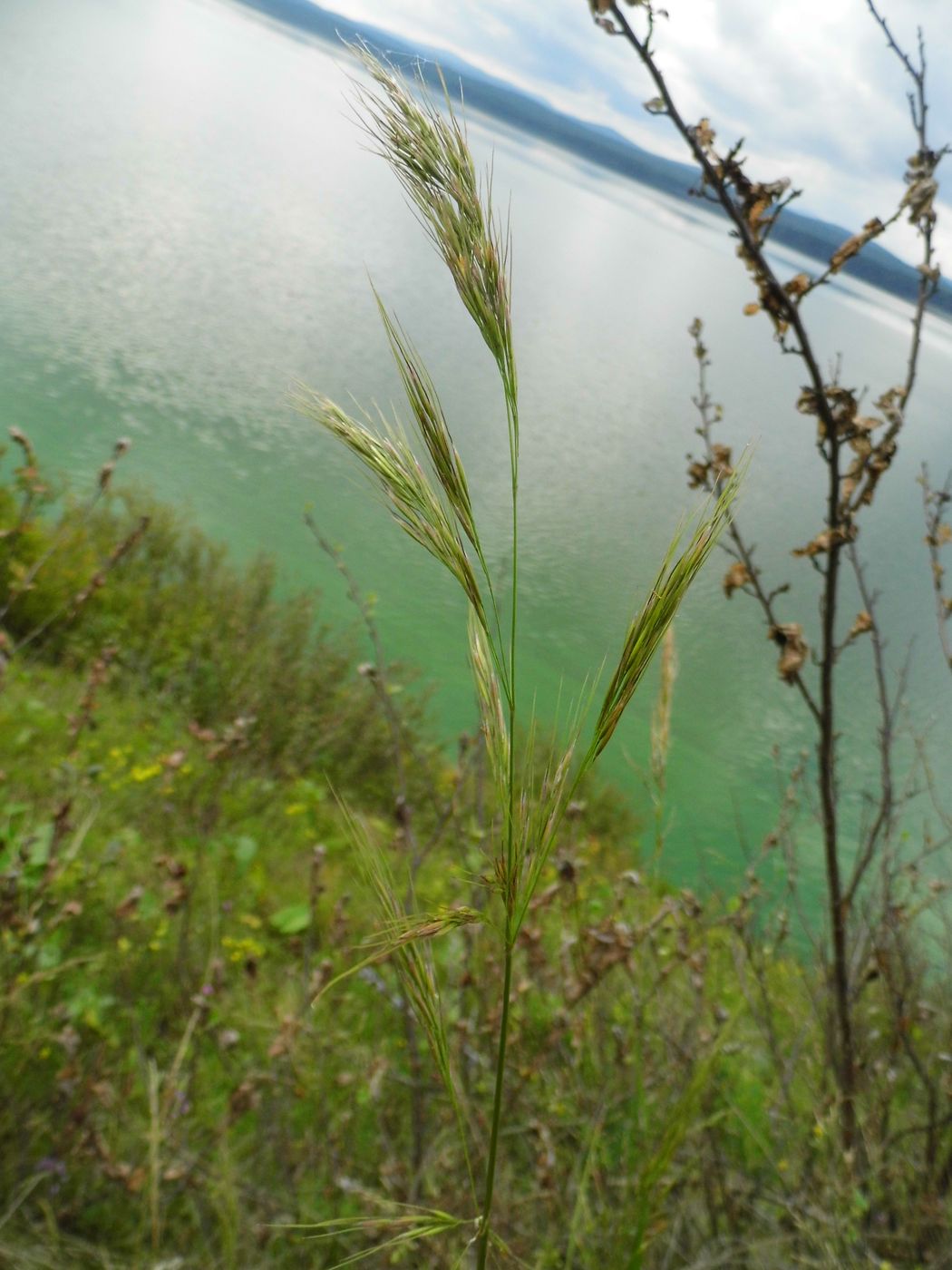 Image of Achnatherum sibiricum specimen.