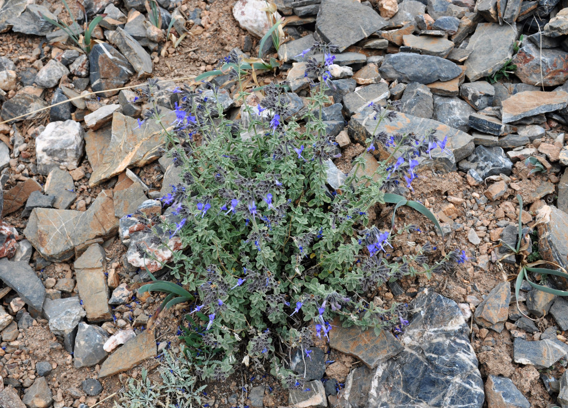 Изображение особи Lophanthus subnivalis.