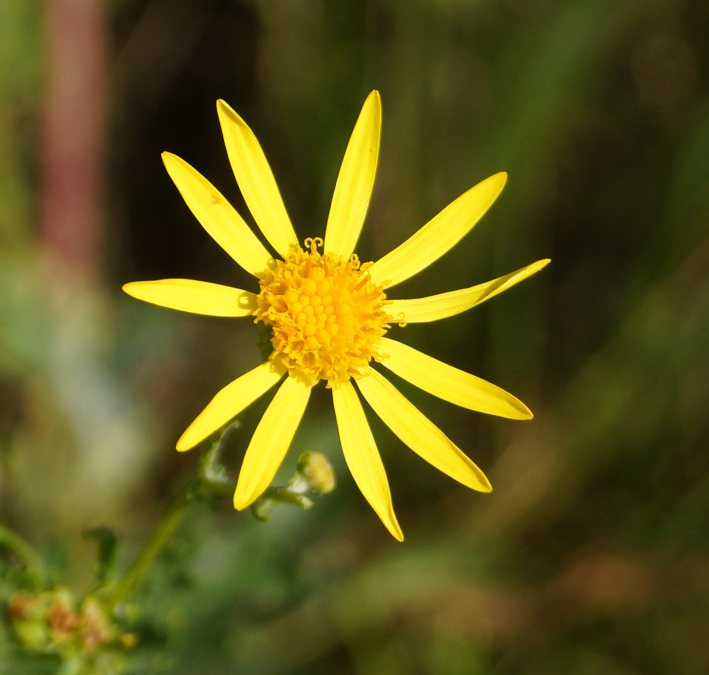 Изображение особи Senecio jacobaea.