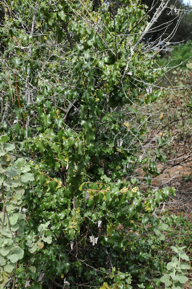 Image of Lauro-cerasus ilicifolia specimen.