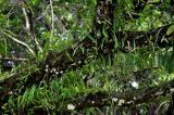 Pyrrosia lanceolata. Растения на стволе дерева. Малайзия, о-в Калимантан, национальный парк Бако, прибрежный лес. 08.05.2017.