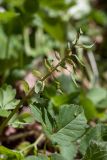 Corydalis solida. Соплодие (на переднем плане - часть листа Aegopodium podagraria). Ленинградская обл., Ломоносовский р-н, дер. Гостилицы, парк, лужайка на склоне долины на опушке. 20.05.2018.