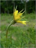 Tragopogon pratensis. Соцветие. Чувашия, окр. г. Шумерля, ст. Кумашка, ж.-д. насыпь. 1 июня 2010 г.