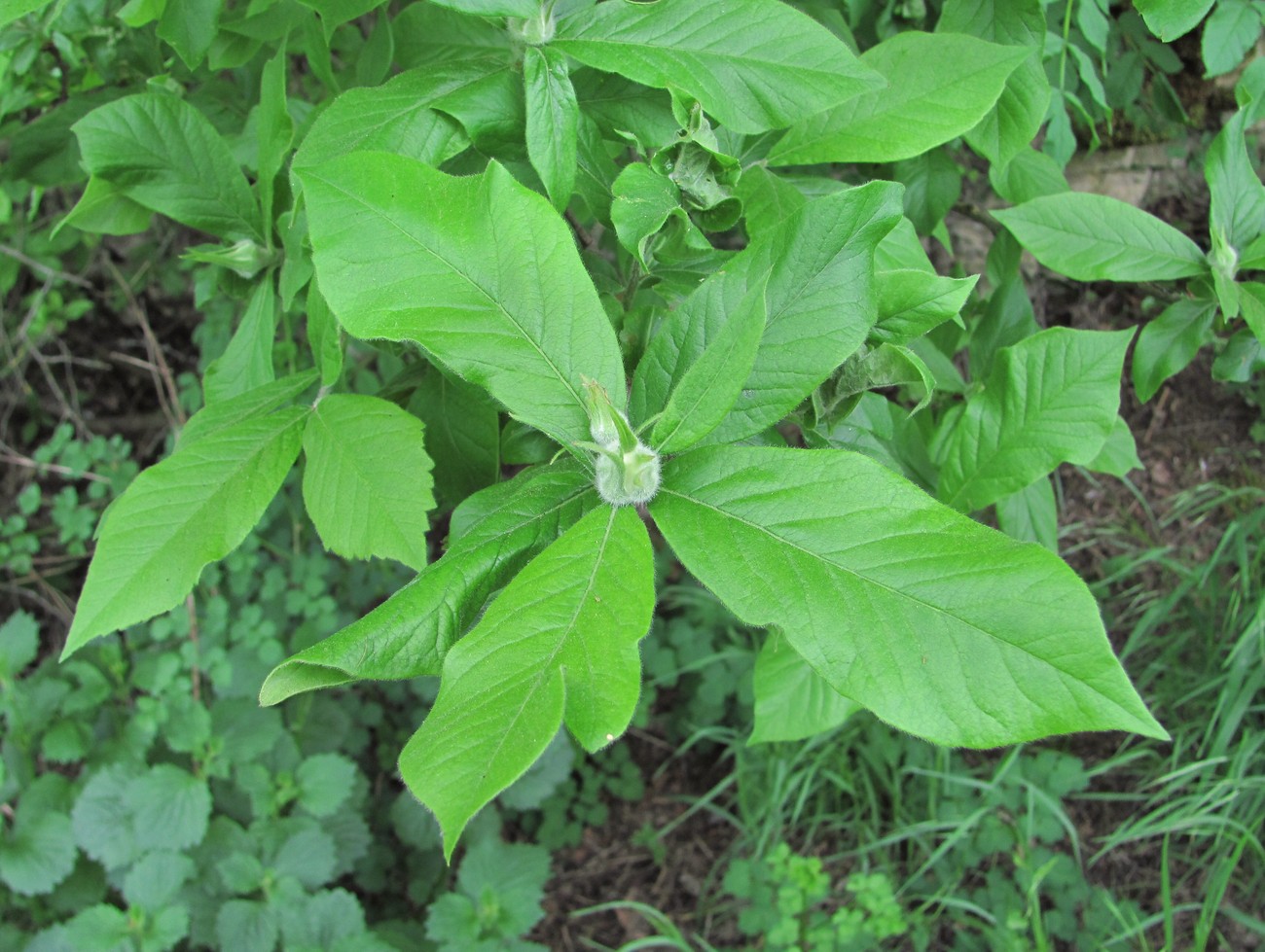 Изображение особи Mespilus germanica.