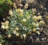 Astragalus helmii ssp. tergeminus