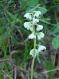 Pyrola rotundifolia. Соцветие. Иркутская обл., Осинский р-н, окр. дер. Рассвет, берег Братского вдхр., смешанный лес. 03.07.2018.