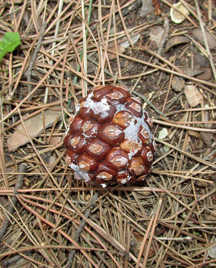 Image of Pinus pinea specimen.