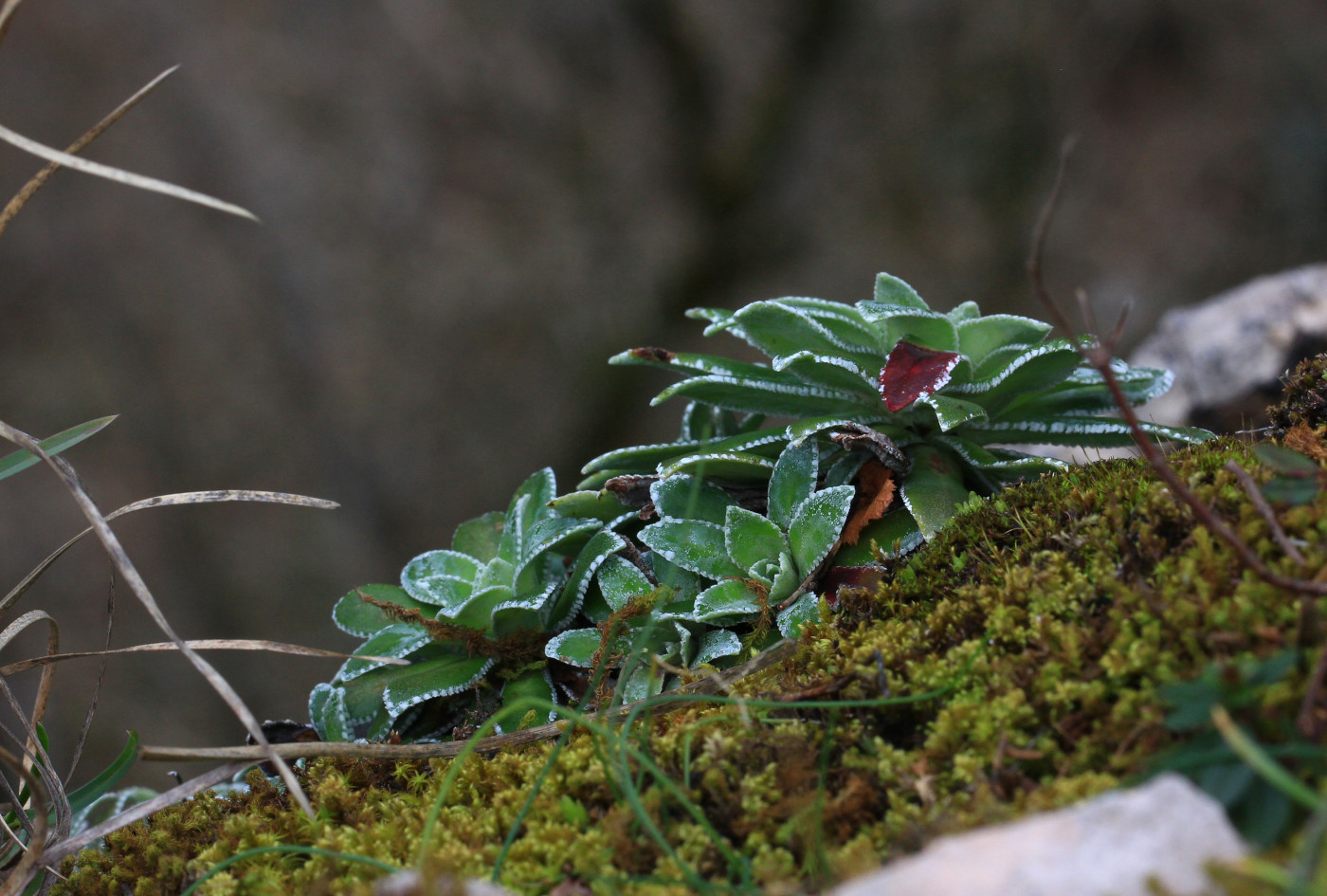 Image of Saxifraga cartilaginea specimen.