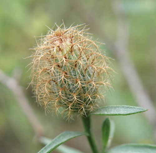 Изображение особи Centaurea trichocephala.