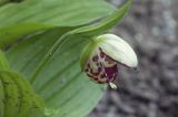 Cypripedium guttatum