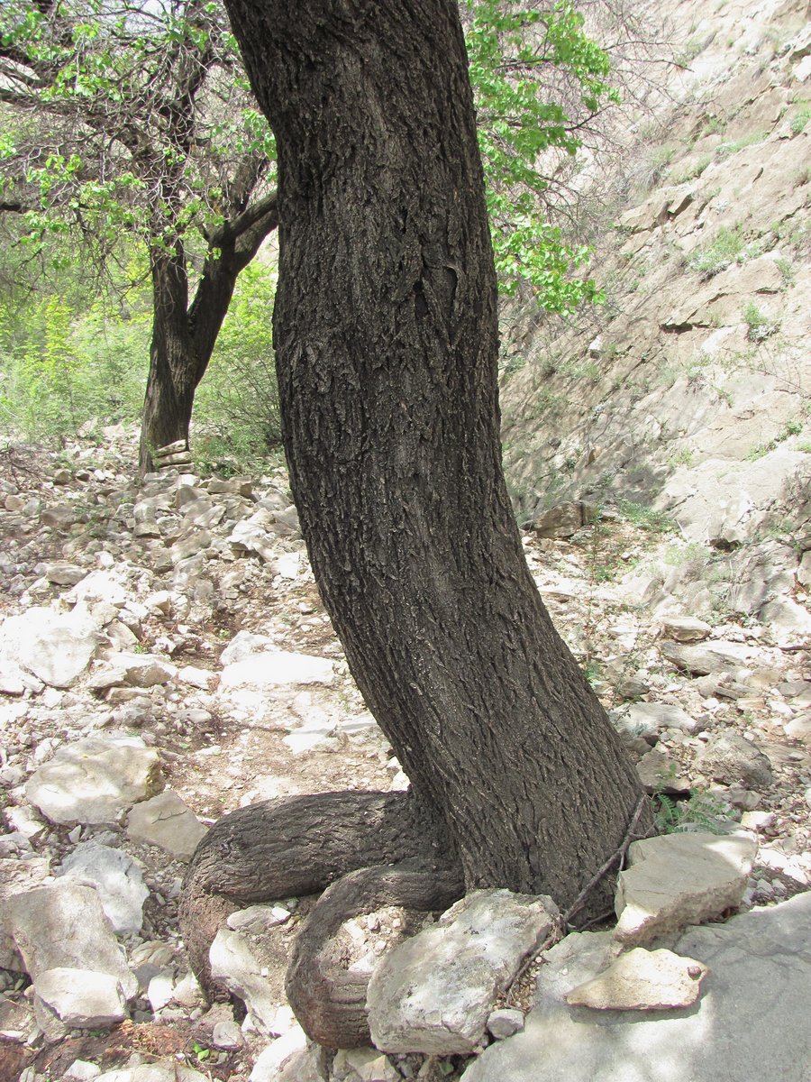 Изображение особи Armeniaca vulgaris.