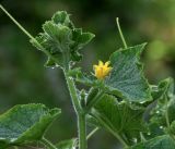 Cucumis sativus. Верхушка побега с листьями, цветком с завязью плода и каплями утренней росы. Московская обл., Раменский р-н, окр. дер. Хрипань, садовый участок. 23.08.2019.