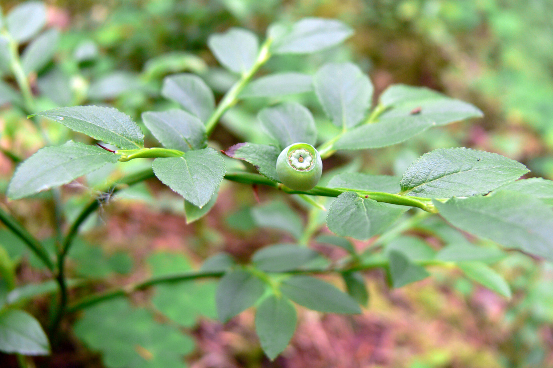 Изображение особи Vaccinium myrtillus.