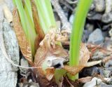 Crocus speciosus