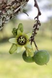 Passiflora coriacea