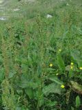 Rumex longifolius