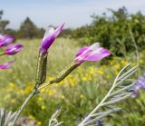 Astragalus subuliformis