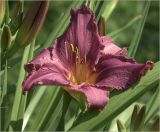 Hemerocallis &times; hybrida