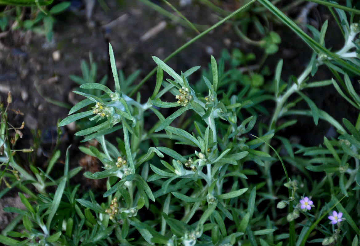 Изображение особи Gnaphalium uliginosum.