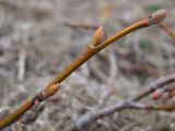 Salix crassijulis. Верхушка побега с почками. Магаданская обл., г. Магадан, около здания ИБПС, в посадках. 22.05.2021.