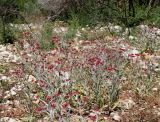 Helichrysum sanguineum