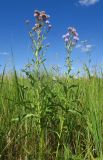 Cirsium incanum