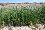 Salicornia perennans