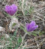 Pulsatilla archarensis