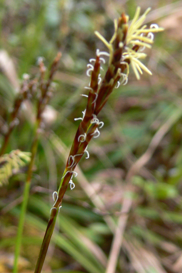 Изображение особи Carex digitata.