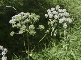 Angelica sylvestris