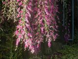 Lespedeza thunbergii