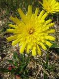 Hieracium alpinum