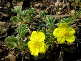 Potentilla acaulis