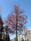 Brachychiton acerifolius