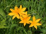 Hemerocallis middendorffii. Цветущие растения в кустарниковых зарослях. Приморский край, Партизанский район, нижнее течение р. Литовка, падь Широкая. 09.06.2012.