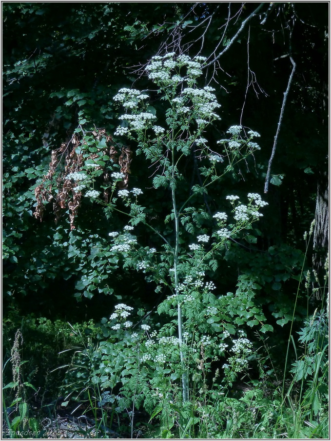 Изображение особи Conium maculatum.