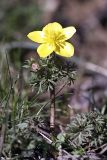 Anemone gortschakowii