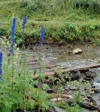 Delphinium elatum. Цветущие растения. Юг Красноярского края, район хребта Ергаки, берег ручья Оленья речка. 27.07.2007.