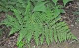 Athyrium monomachii