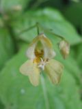 Impatiens parviflora