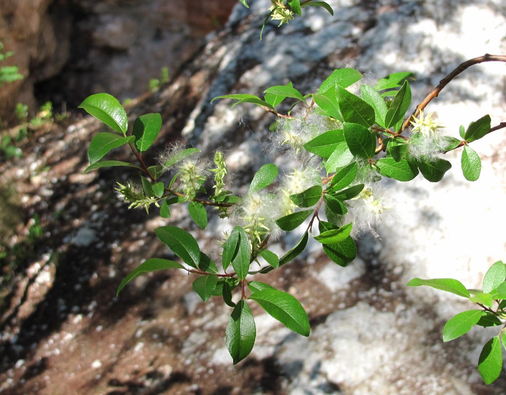 Изображение особи Salix arbuscula.