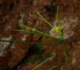 Sisymbrium heteromallum