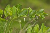 Polygonatum glaberrimum. Цветущее растение. Ставропольский край, Бештаугорский заказник. 04.05.2014.