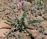 Lactuca tatarica