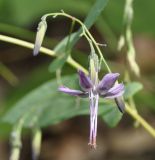 Prenanthes purpurea