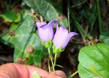 Campanula longistyla