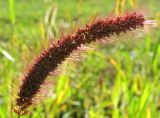 Setaria viridis